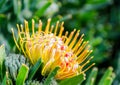 Kirstenbosch Botanical Gardens in Cape Town Ã¢â¬â South Africa Royalty Free Stock Photo